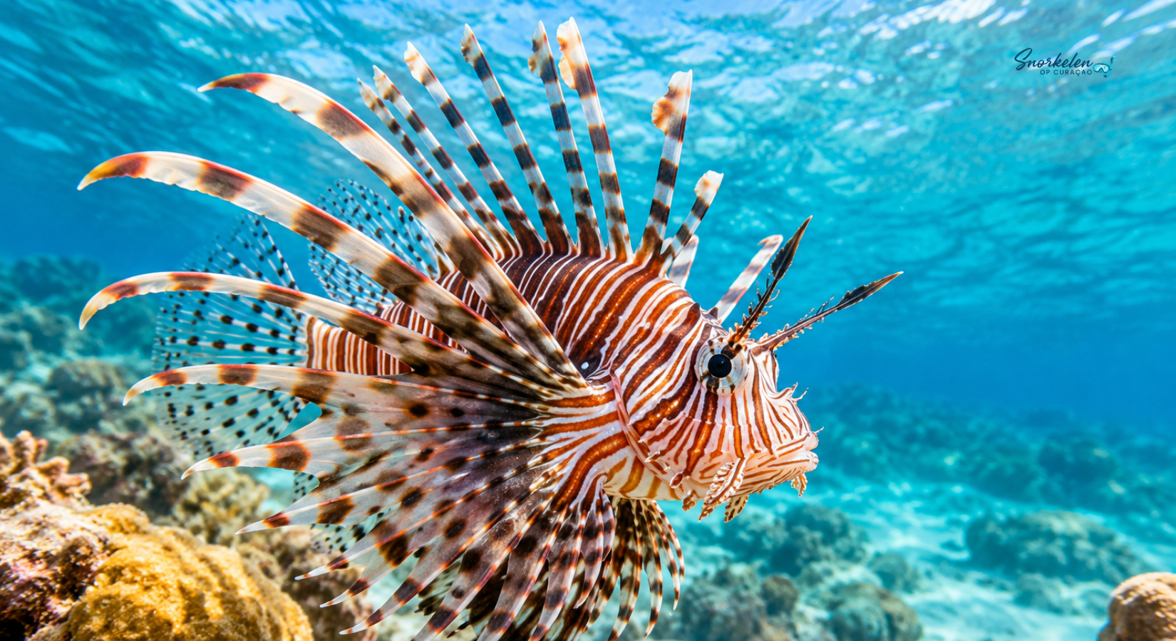 De Lionfish op Curaçao