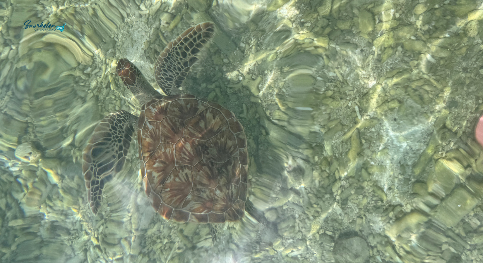 Schildpad in het wild bij Klein Curaçao