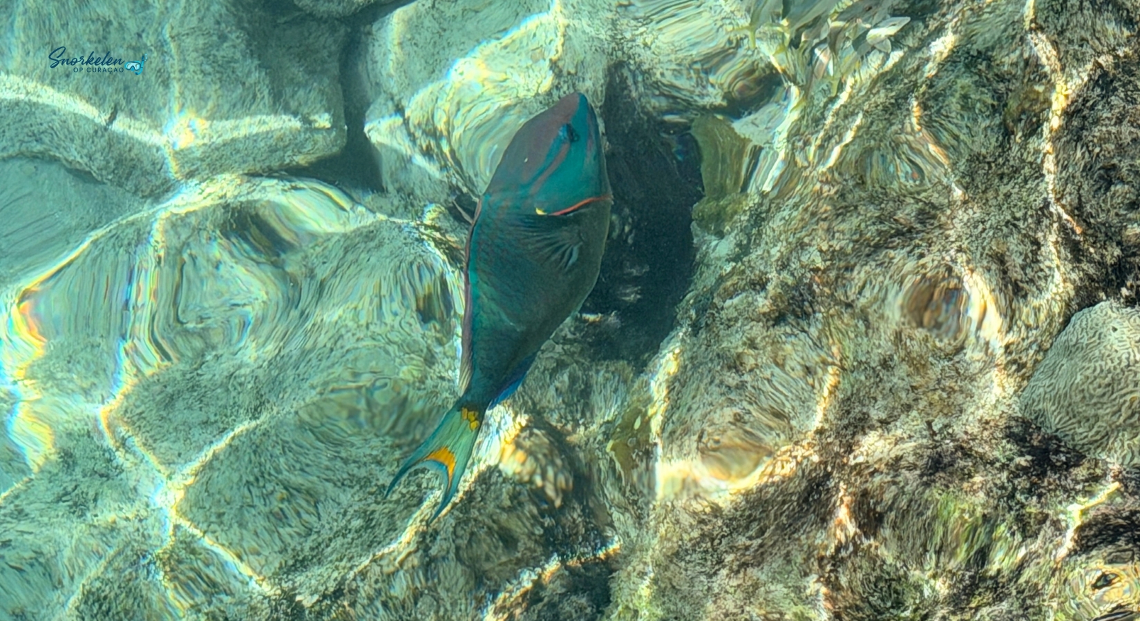 Papagaaivis op Curaçao